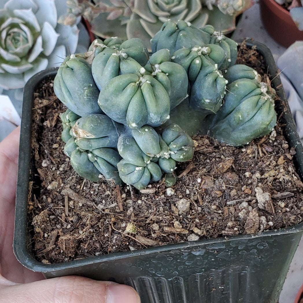 Cereus forbesii monstrose 'Ming Thing'